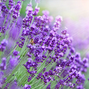 라벤더(Lavender) 에센셜 오일