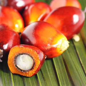 레드팜 오일 (Red Palm Oil)