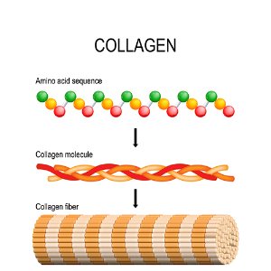 식물성 콜라겐